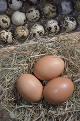 Eggs of different birds in rustic in nest