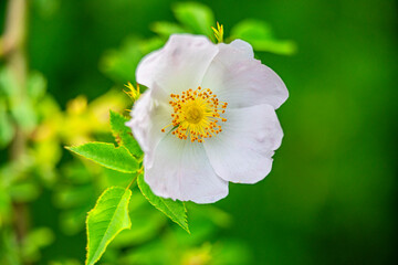 wiosna kwiaty polne © Piotr