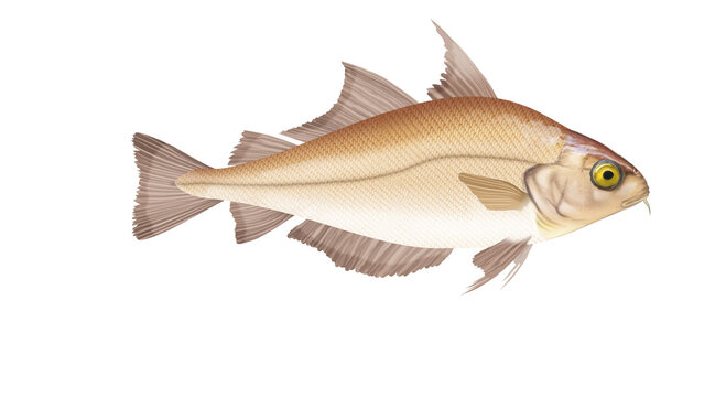 poisson, cepelans,  isol&eacute;, aliment, blanc, frais, animal, brut, carpe, p&ecirc;che, fruits de mer, ailette, sain, mer, br&egrave;me, nature, queue, attraper, eau douce, t&ecirc;te, ingr&eacute;dients, fond blanc, argent, truit