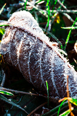 Macro shot of frozen leaf on the ground in cold late autumn morning