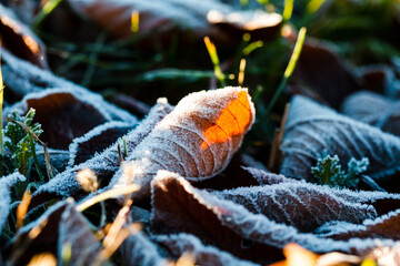 Macro shot of frozen leaf on the ground in cold late autumn morning