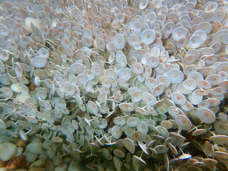 Green algae Acetabularia acetabulum undersea, Aegean Sea, Greece, Halkidiki
