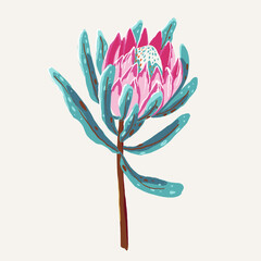 Protea flower gouache vector illustration isolated. 