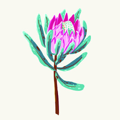 Protea flower gouache vector illustration isolated. 