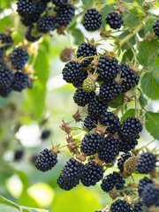 Natural fresh blackberries in a garden. Bunch of ripe blackberry fruit - Rubus fruticosus - on branch of plant with green leaves on farm. Organic farming, healthy food, BIO viands.