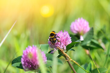 Blooming clover with bumblebee. Selective focus with copy space and blurred background