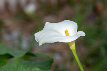 Elegant white Calla Lily/Lilies in the garden in early Spring in Israel
 - obrazy, fototapety, plakaty