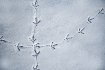 bird tracks in the snow