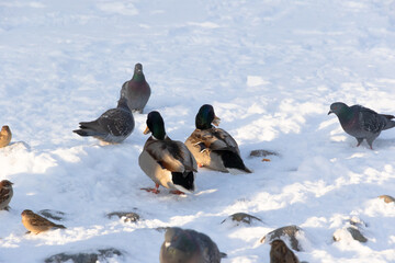 Wild ducks, pigeons and sparrows fight for food in the snow on a cold winter day. Fauna. Selective focus. Close-up