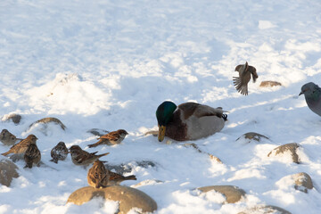 Wild ducks, pigeons and sparrows fight for food in the snow on a cold winter day. Fauna. Selective focus. Close-up