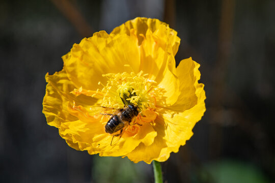 Mohnbl&uuml;te