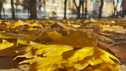 city park autumn leaves. autumn a city park alley. yellow leaves in autumn close-up lie on path people walking blurred background city. autumn landscape walking path covered with sun yellow leaves