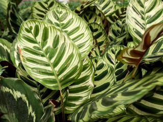 Calathea Peacock Plant. Side view of large striped leaves. 