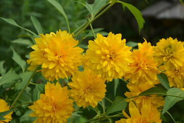 Flowering Rudbeckia laciniata in summer
