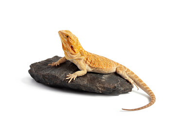 yellow agama lizard isolated on a white background