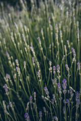 Obraz premium Unblown lavender flowers in the summer garden