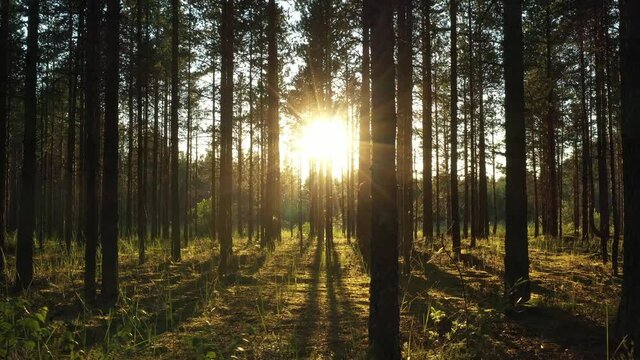 Beautiful landscape with Sunrise Sun at the Sunny Coniferous Forest. Sunlight Sunbeams Through Woods In the woodland ,camera slow motion in the pine forest