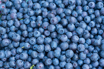 placer blueberries macro isolated with red and green leaves and without leaves