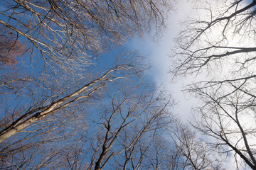Autumn trees without leaves against a blue sky with white clouds, bottom up view.