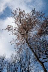 Autumn trees without leaves against a blue sky with white clouds, bottom up view.