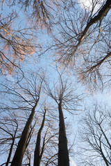 Autumn trees without leaves against a blue sky with white clouds, bottom up view.