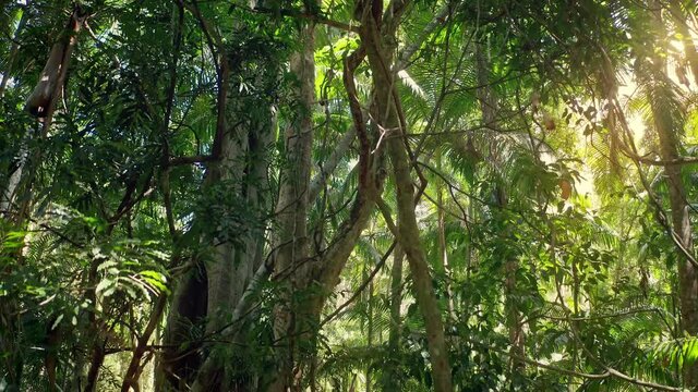 Sunshine light in rainforest canopy. Queensland jungle forest environment