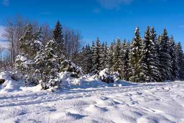 Ski track trail on the snow field. Skiers ride on winter day. Healthy people lifestyle. The edge of evergreens forest with rows of trees evergreens covered with snow.