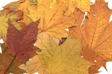 Naklejka na ściany i meble Bright autumn leaves on a white background.