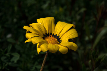 Close up of beautiful, colorful yellow and black Gazania flower on a sunny day in Israel
