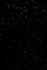 Green stars over black background in water