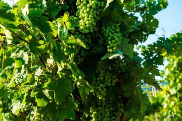 Fototapeta na wymiar Green grapes