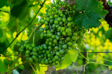 Green grapes