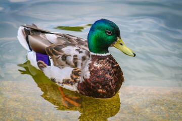Wild mallard duck