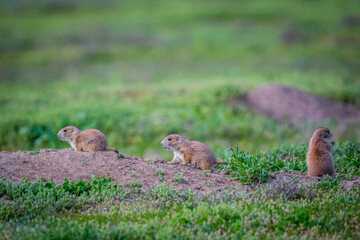 Prairie Dogs in Devils Tower National Monument, Wyoming