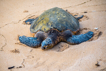 A Green Sea Turtle in Maui, Hawaii