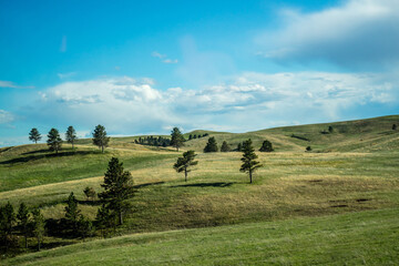 A view of nature in Custer State Park, South Dakota
