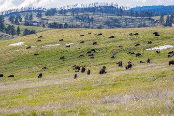 American Bison in the field of Custer State Park, South Dakota