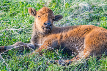 Obraz premium Red Dogs in the field of Custer State Park, South Dakota