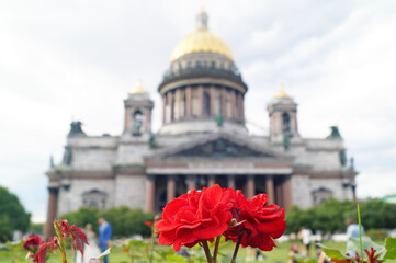 Red roses in front of St. Isaac's Cathedral in St. Petersburg