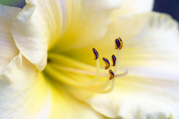 White and yellow lily with stamens pointing upwards