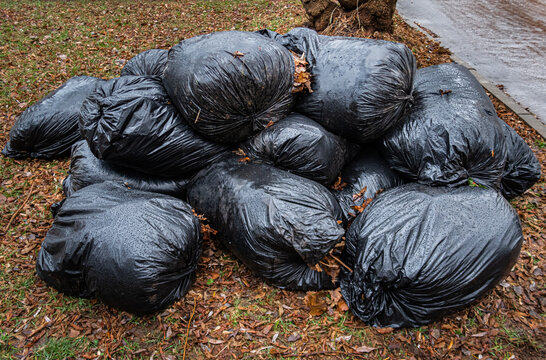 black bags with dry leaves lie on the ground