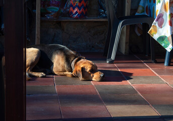 Cute half mixbreed dog sleeping on sunbeam over ceramic rustic floor