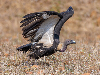white Rumped vulture in a position take a flight. silvery bill, a dark body ,grayish shine on the wings, a white back, distinctive white collar on the neck. critically endangered species.
