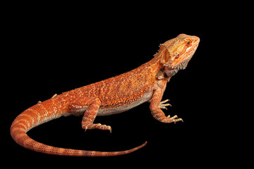 red agama lizard isolated on a black background