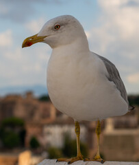 Seagull