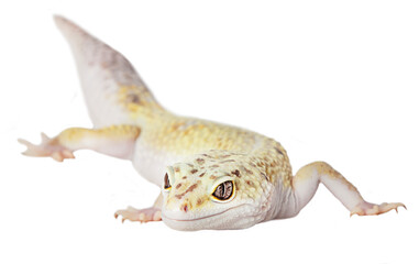 yellow eublefar lizard isolated on a white background