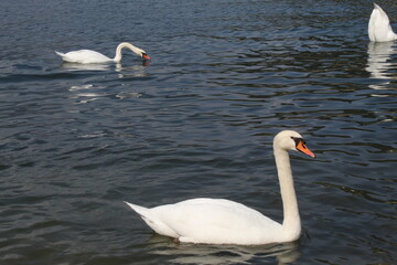 swans on the lake