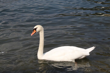 swan on the lake