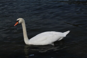 swan on the lake