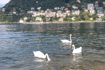 swans on the lake